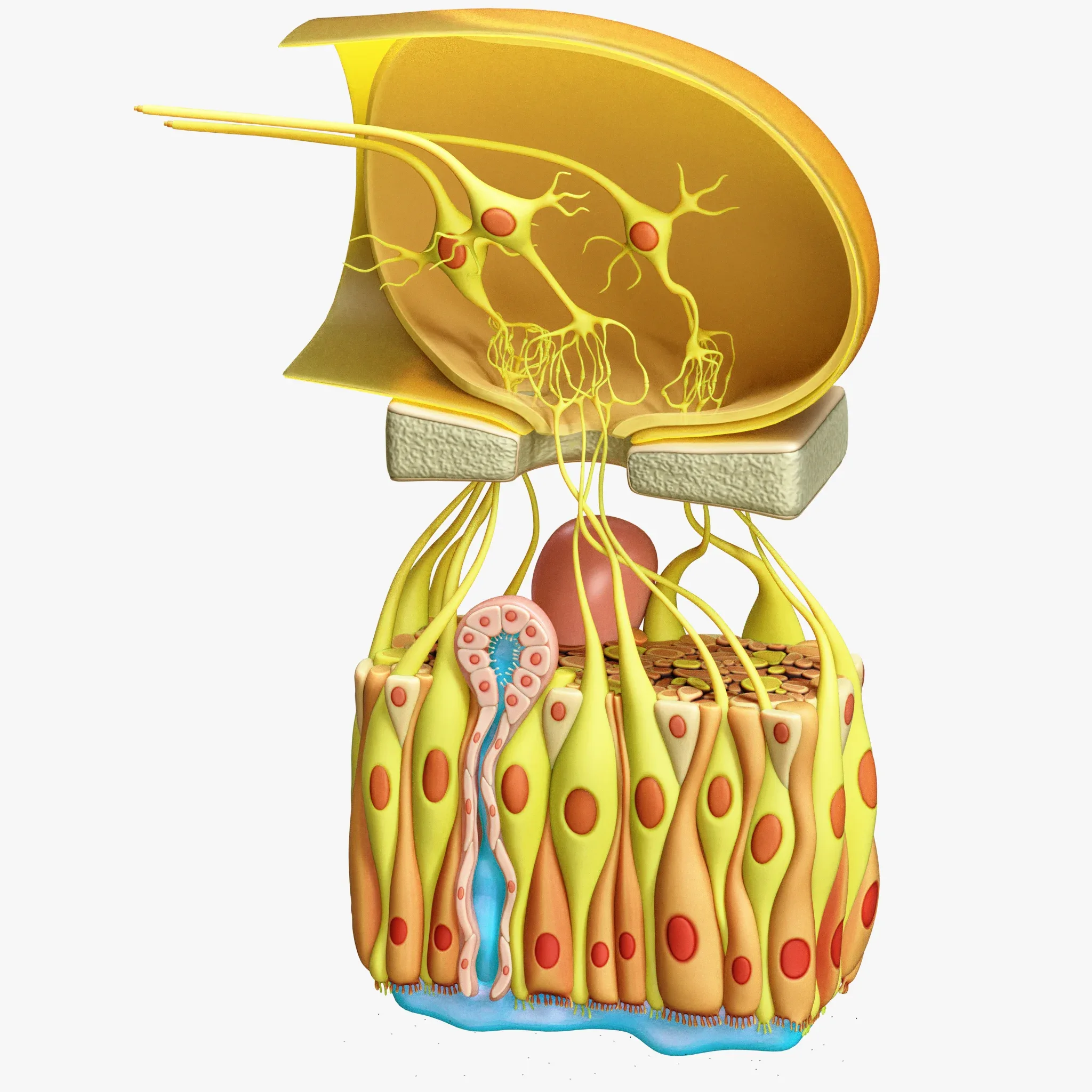 Olfactory Epithelium Microscopic Anatomy