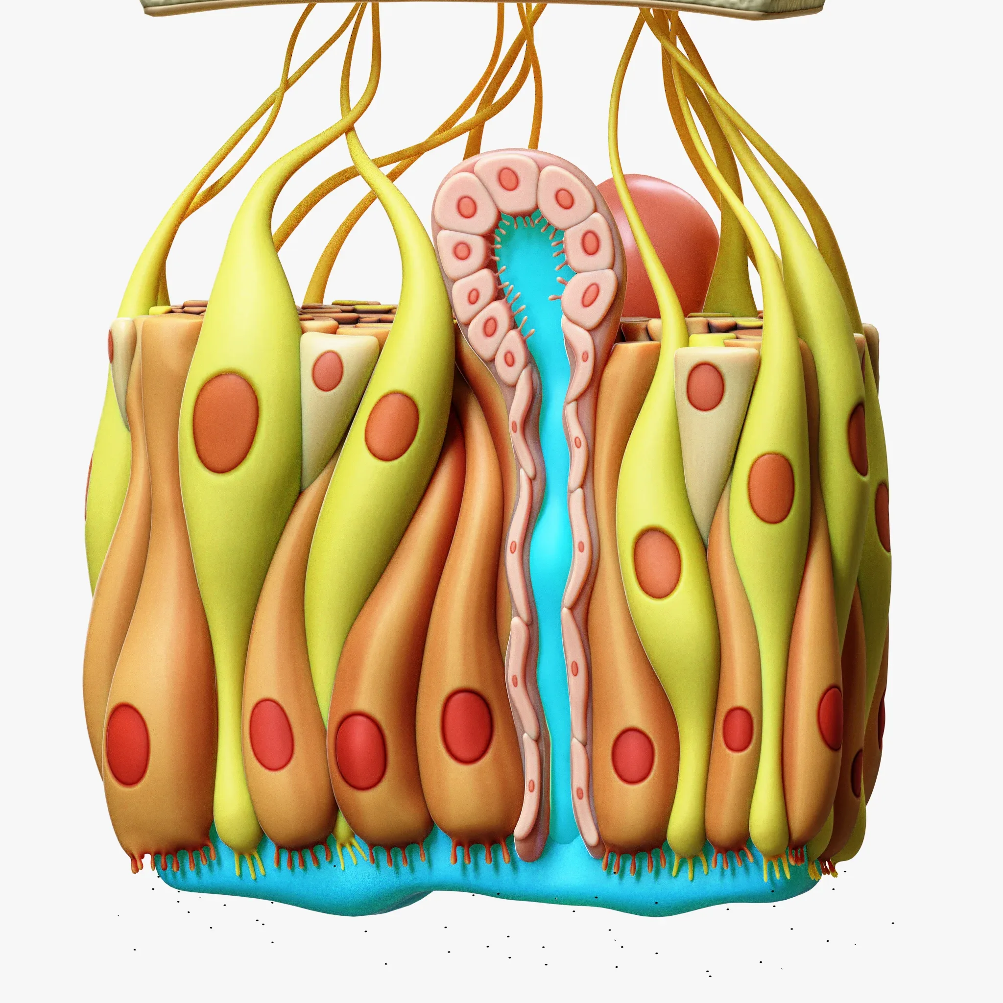 Olfactory Epithelium Microscopic Anatomy