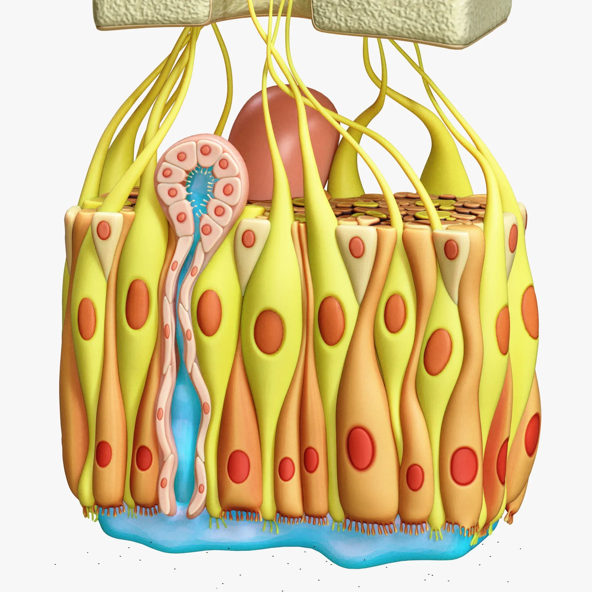 Olfactory Epithelium Microscopic Anatomy