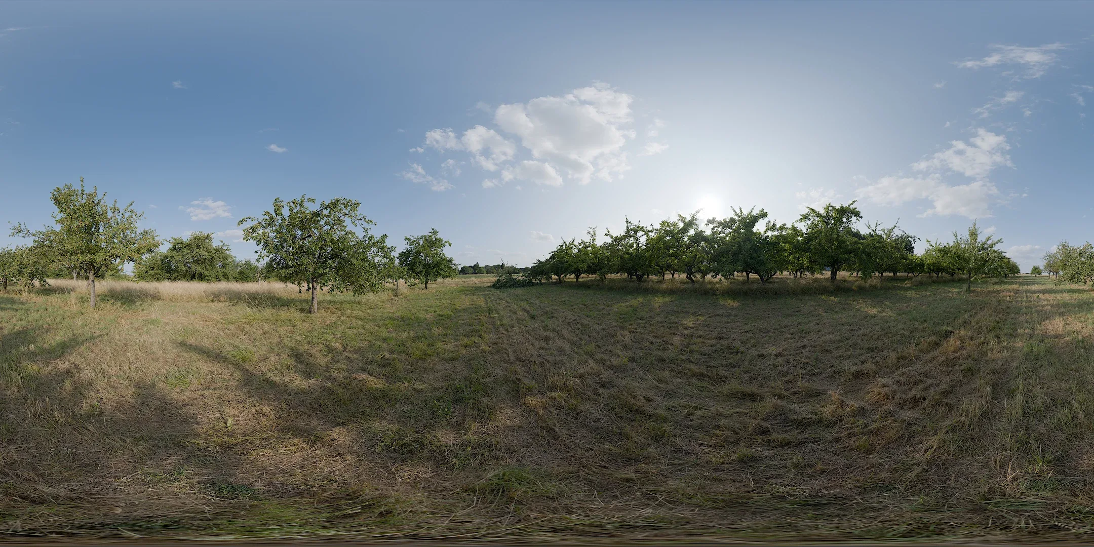 Dry Orchard Meadow HDRI