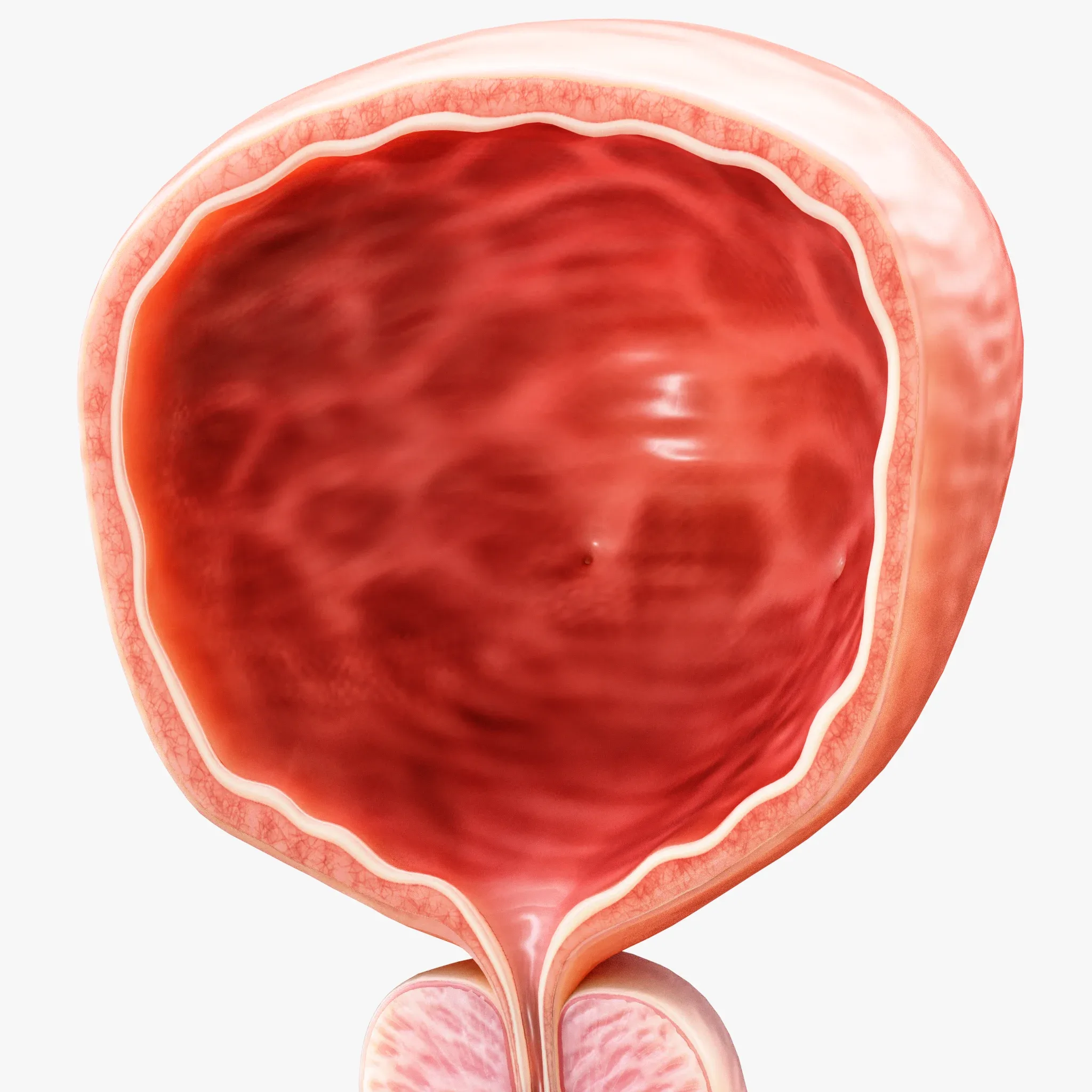 Bladder Cross Section