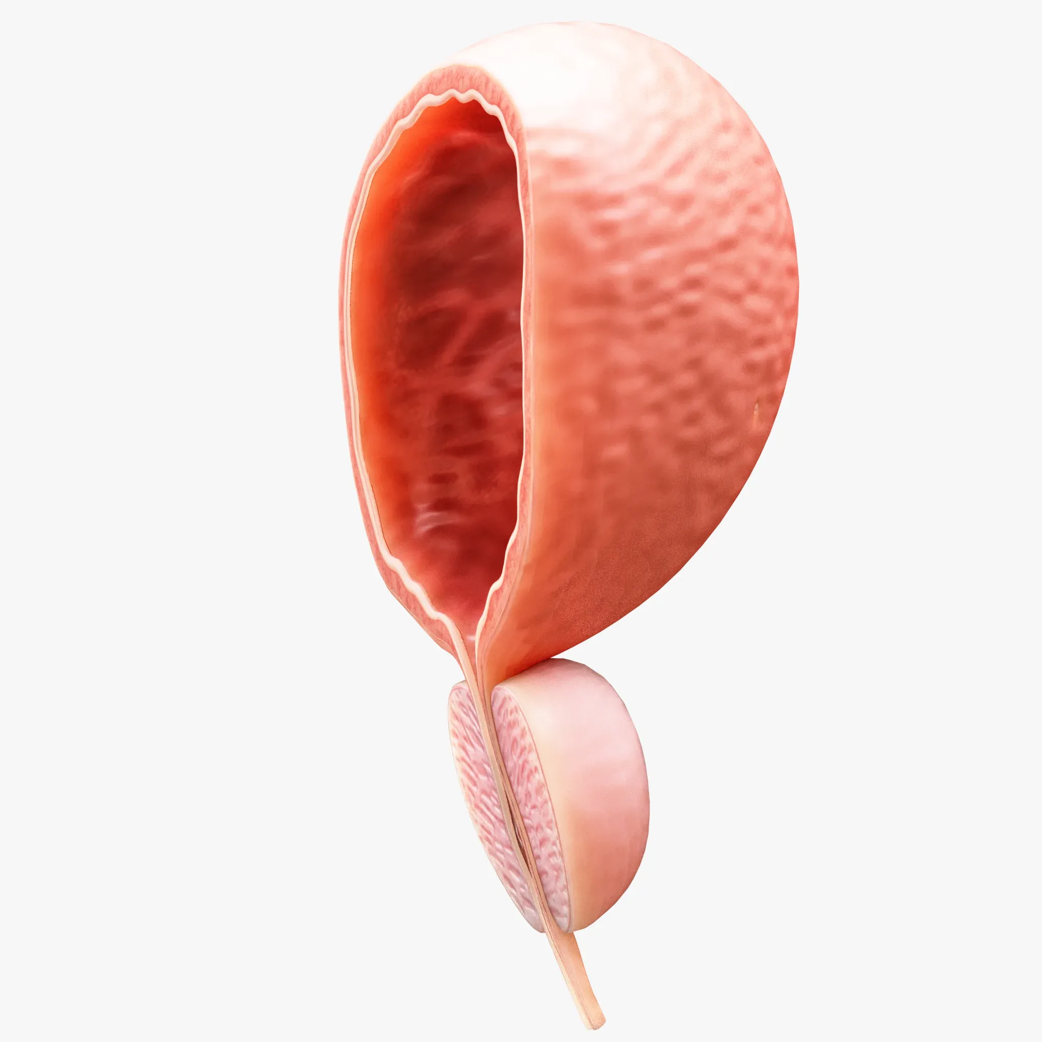 Bladder Cross Section