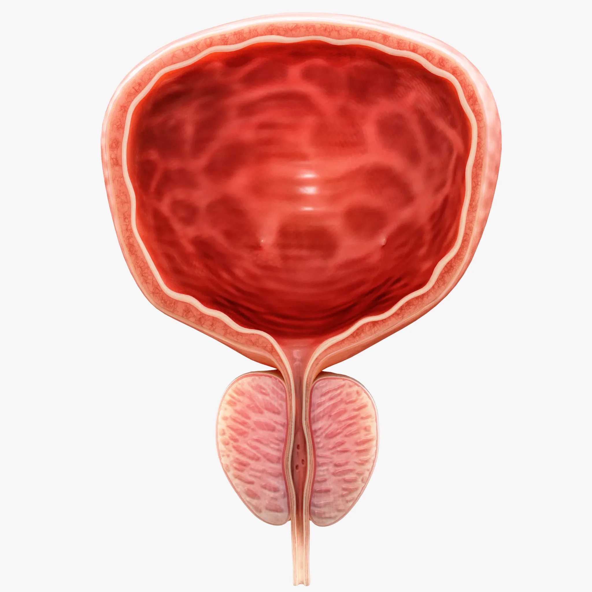 Bladder Cross Section