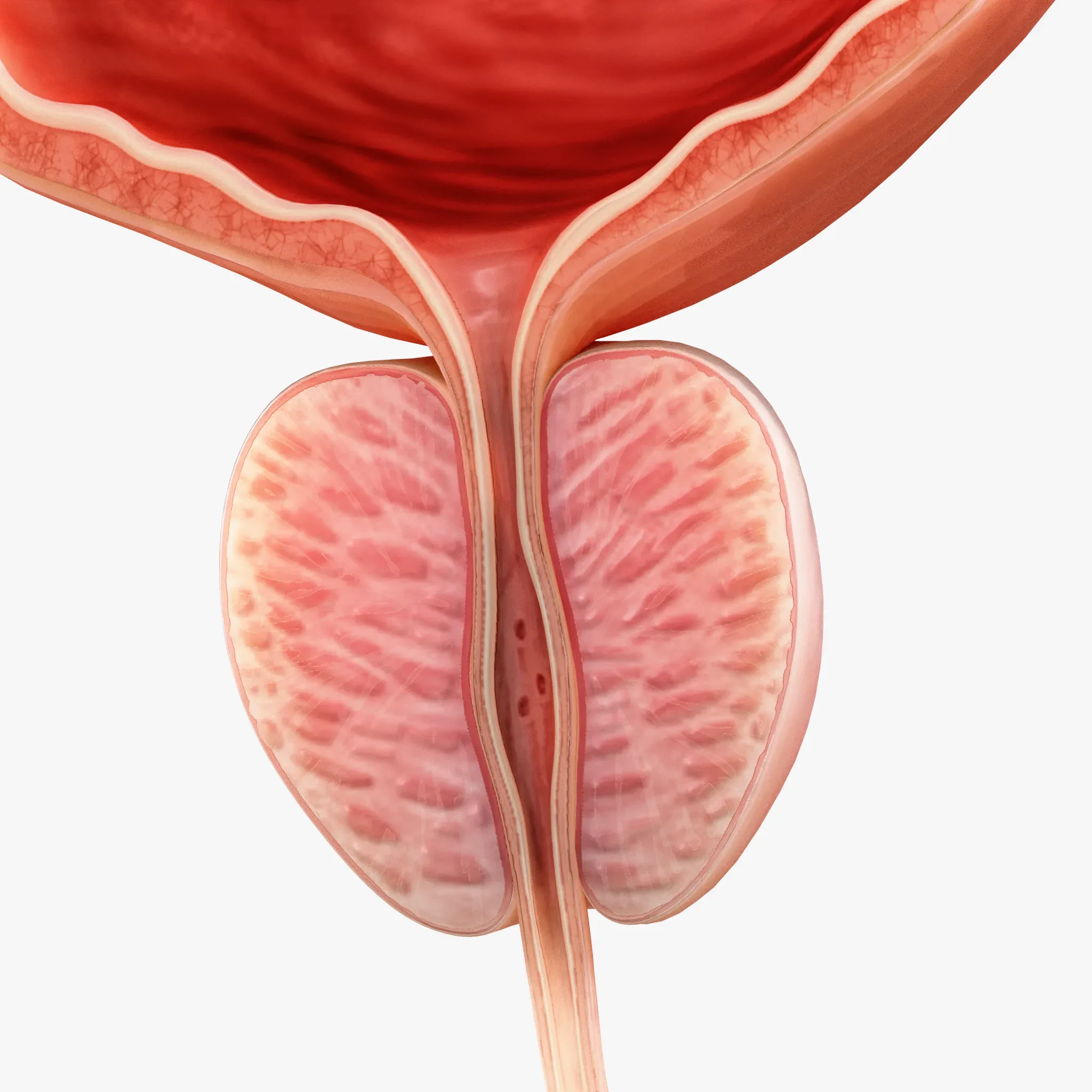 Bladder Cross Section