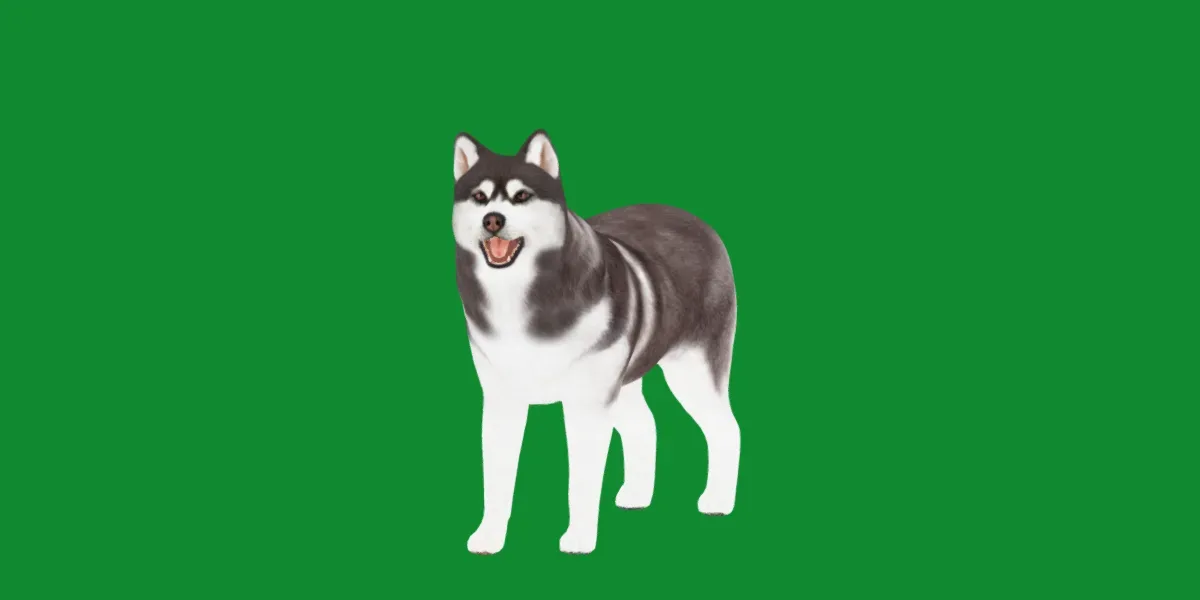 Alaskan Malamute Husky Dog