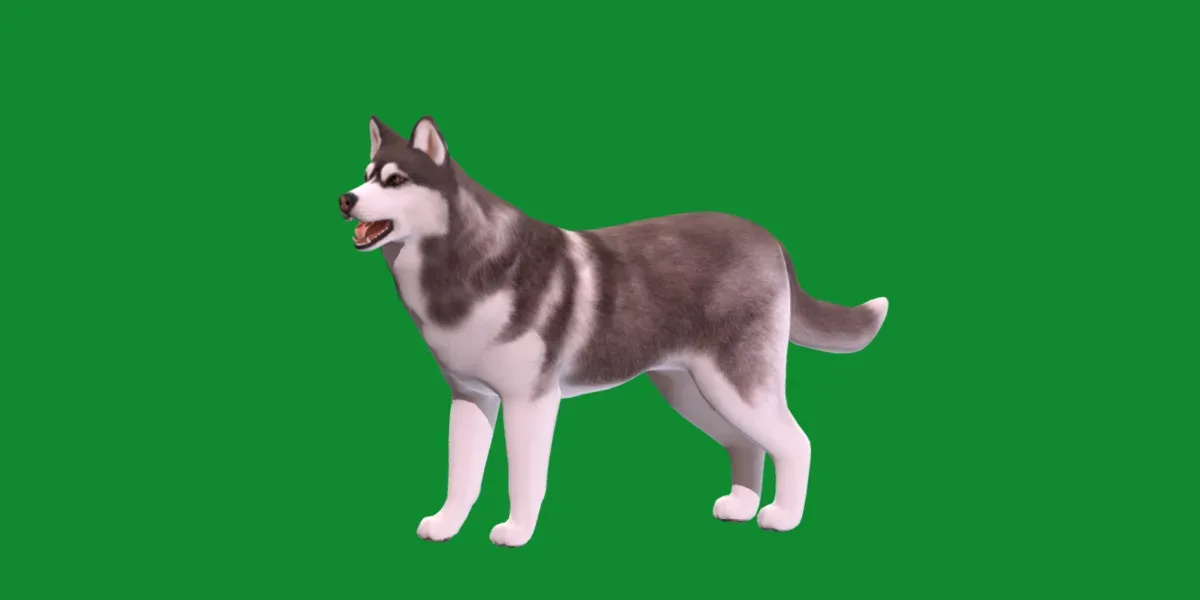 Alaskan Malamute Husky Dog