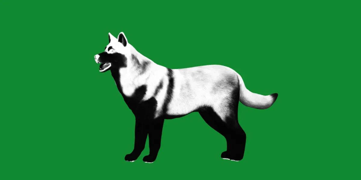 Alaskan Malamute Husky Dog