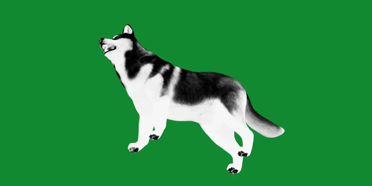 Alaskan Malamute Husky Dog