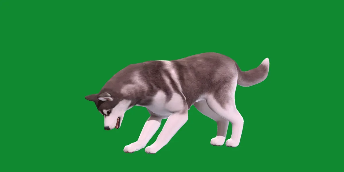 Alaskan Malamute Husky Dog