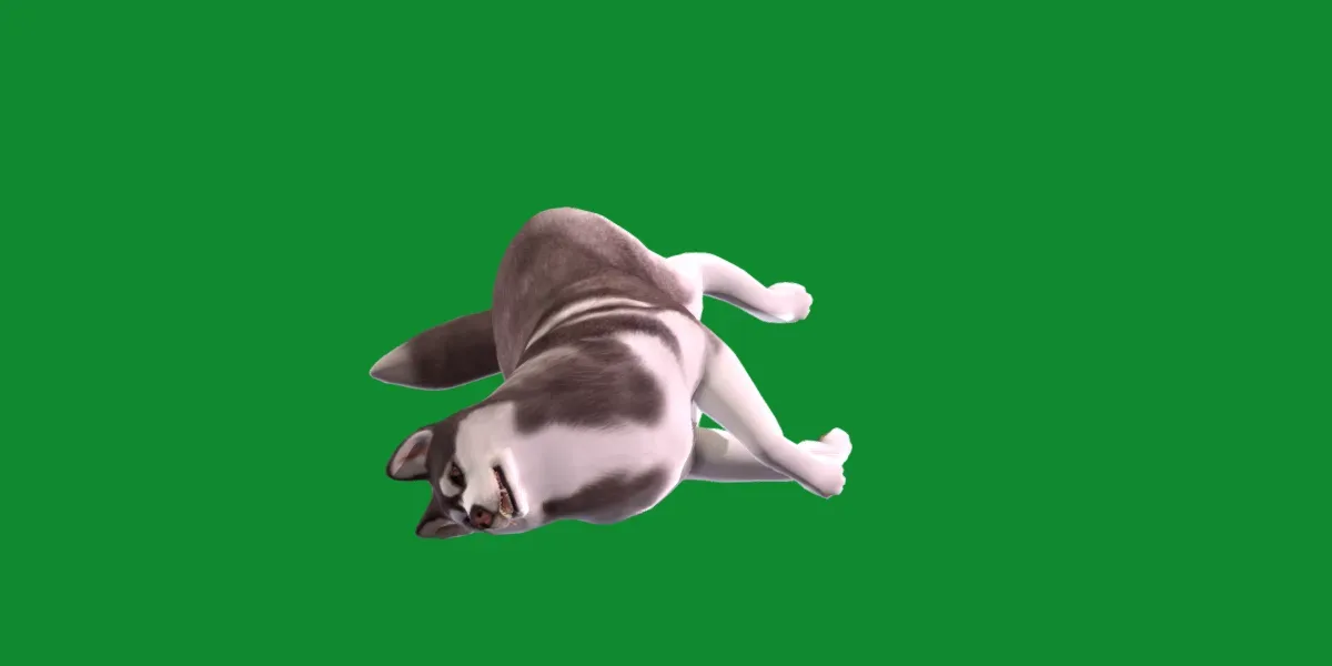 Alaskan Malamute Husky Dog