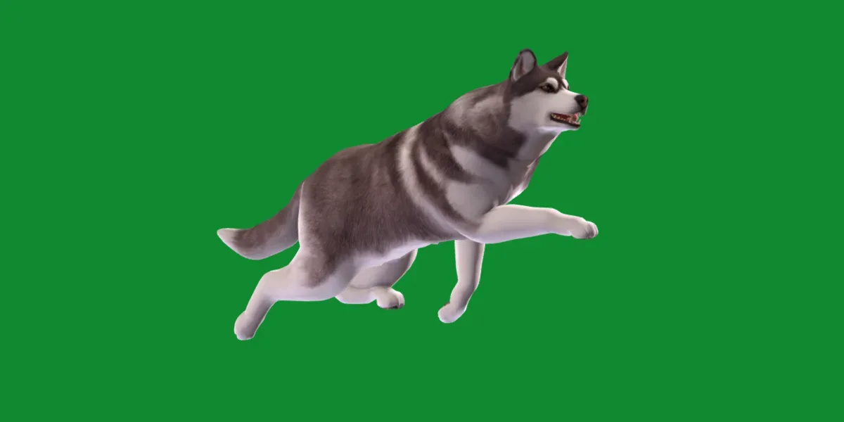 Alaskan Malamute Husky Dog