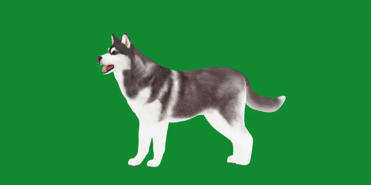 Alaskan Malamute Husky Dog