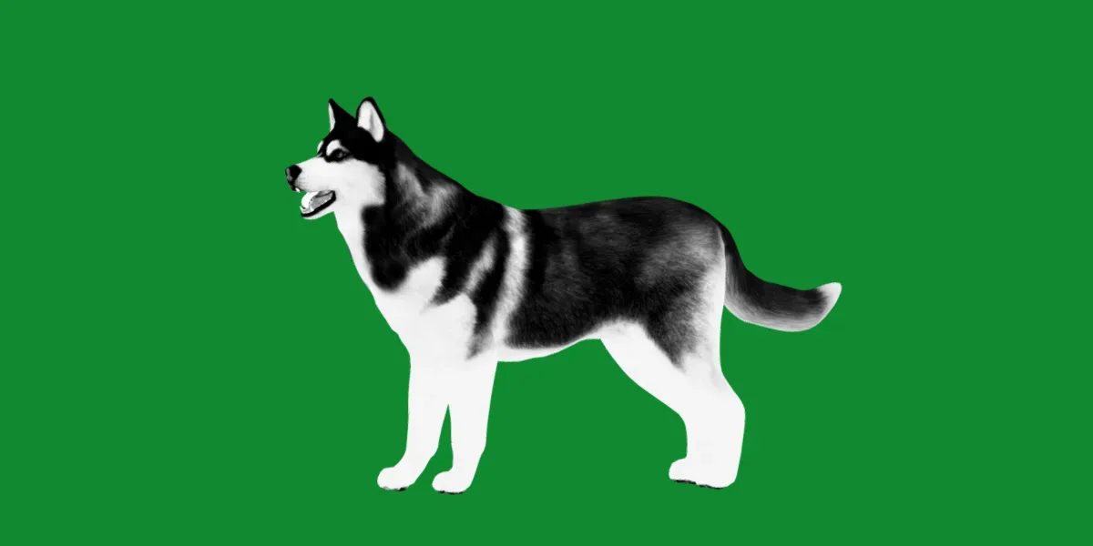 Alaskan Malamute Husky Dog