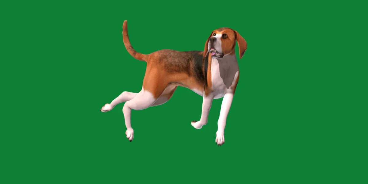 English Foxhound dog