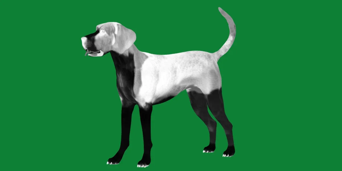 English Foxhound dog