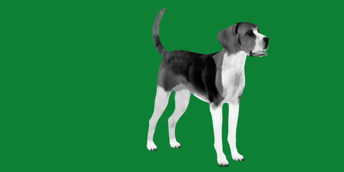 English Foxhound dog