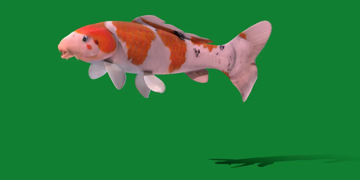 Nishikigoi Koi Fish