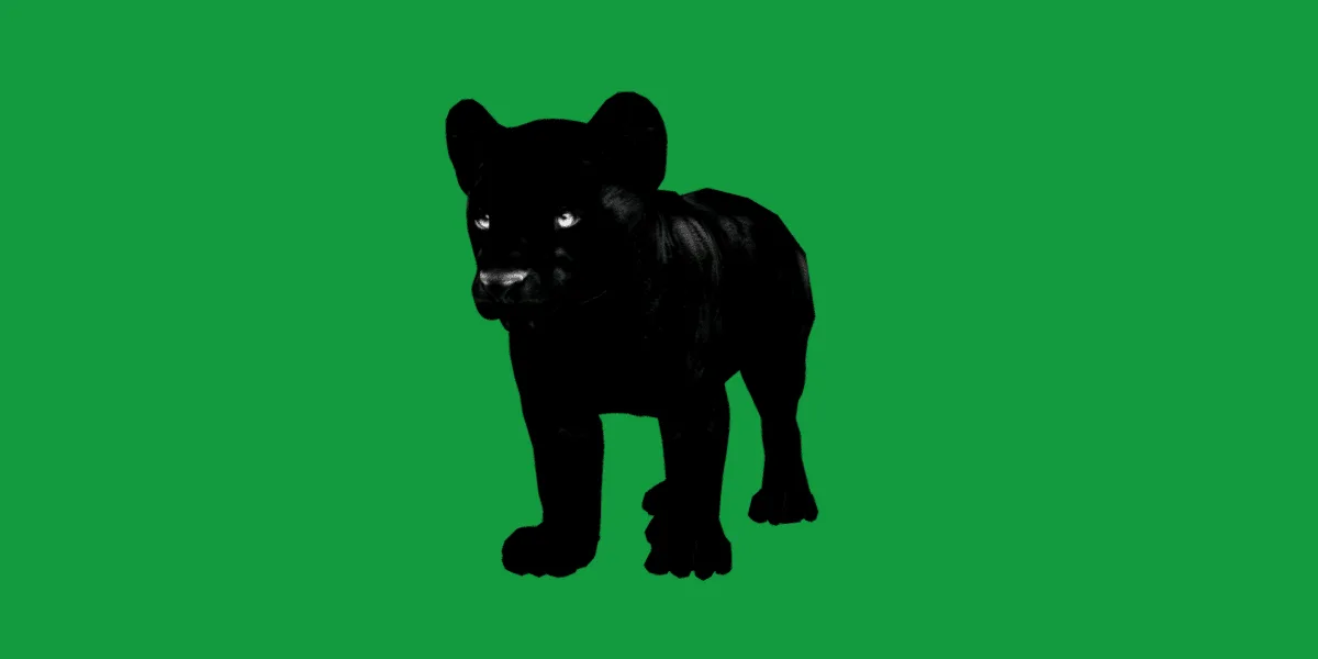 Baby Black Jaguar Cub
