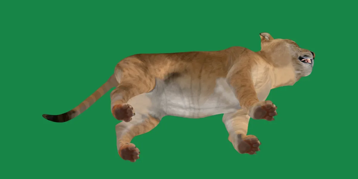 Liger Hybrid Feline