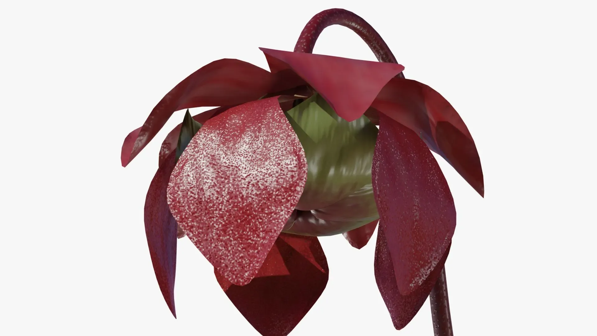 Sarracenia purpurea