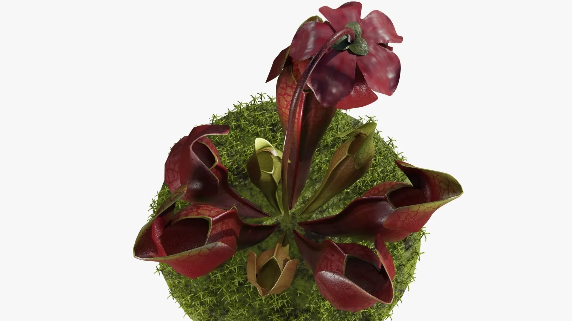 Sarracenia purpurea