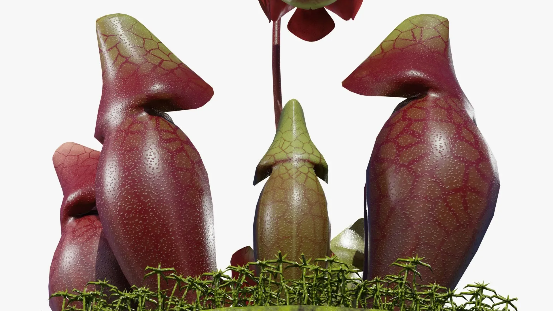 Sarracenia purpurea