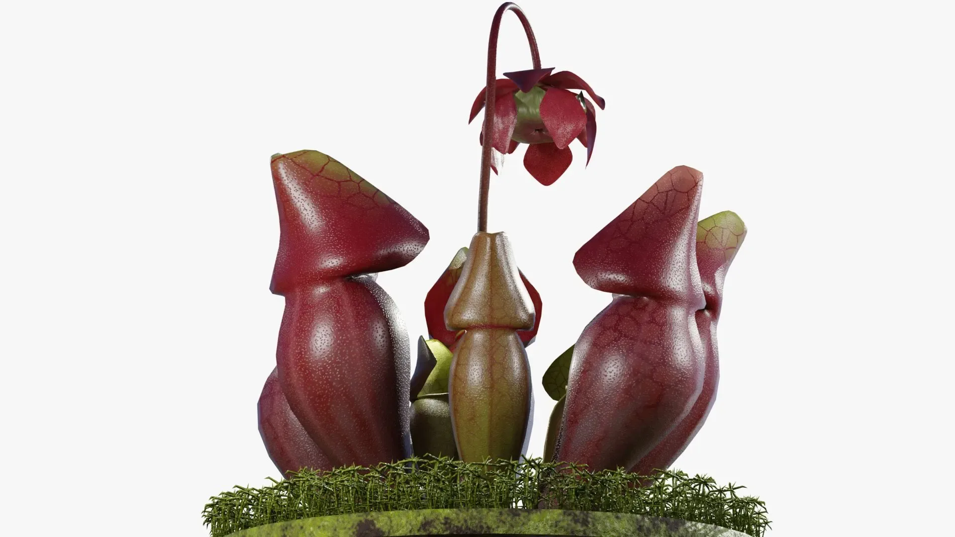 Sarracenia purpurea