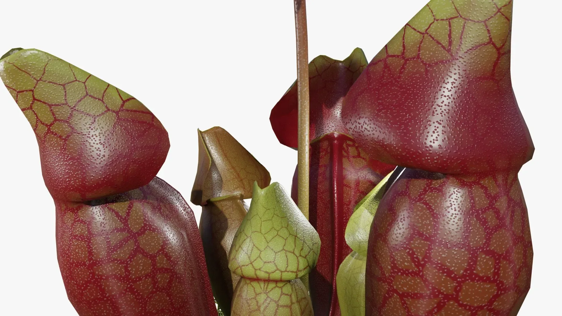 Sarracenia purpurea