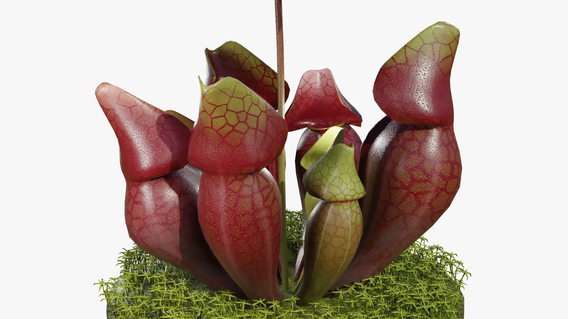 Sarracenia purpurea