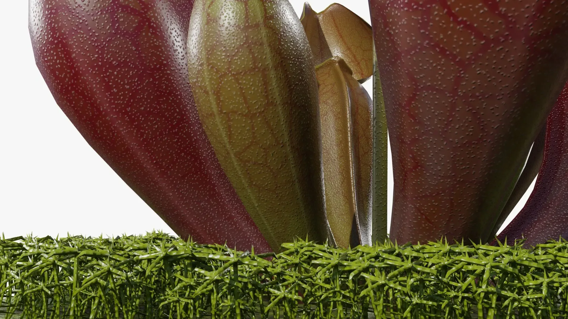 Sarracenia purpurea