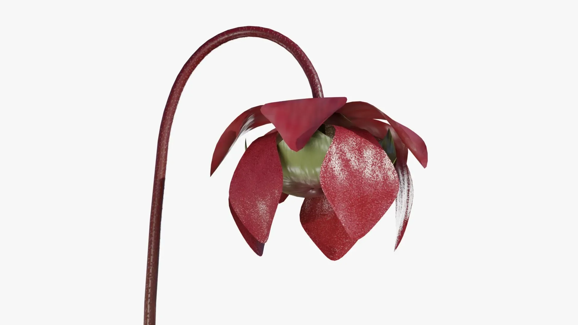 Sarracenia purpurea
