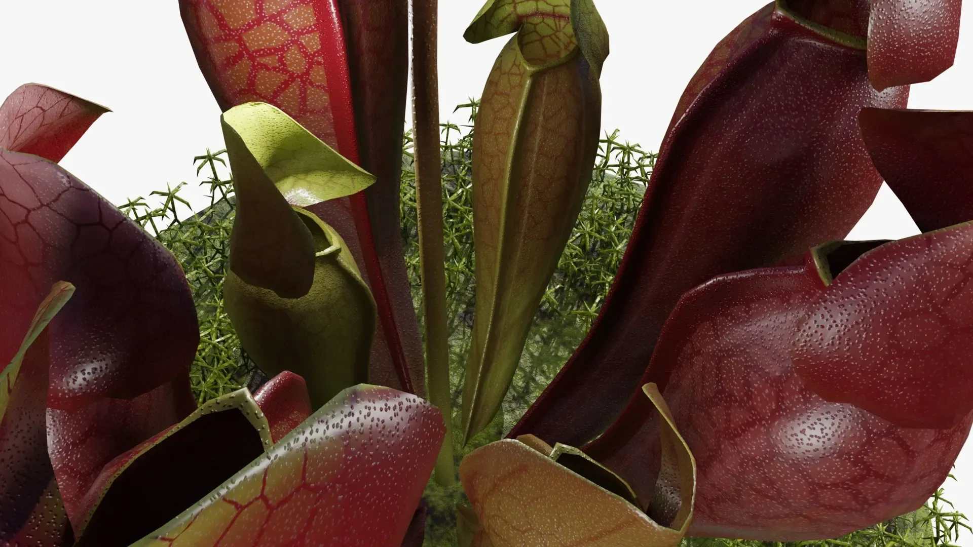 Sarracenia purpurea