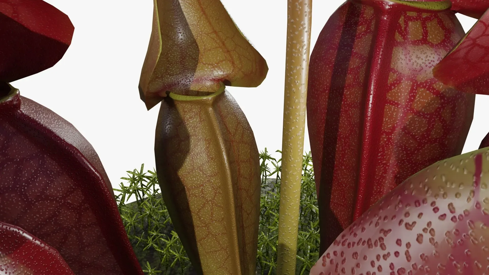 Sarracenia purpurea