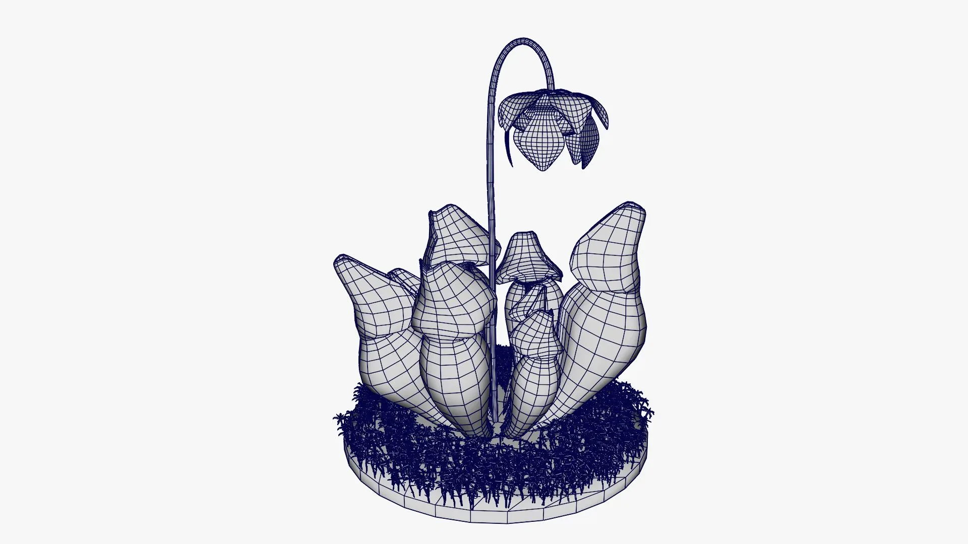 Sarracenia purpurea