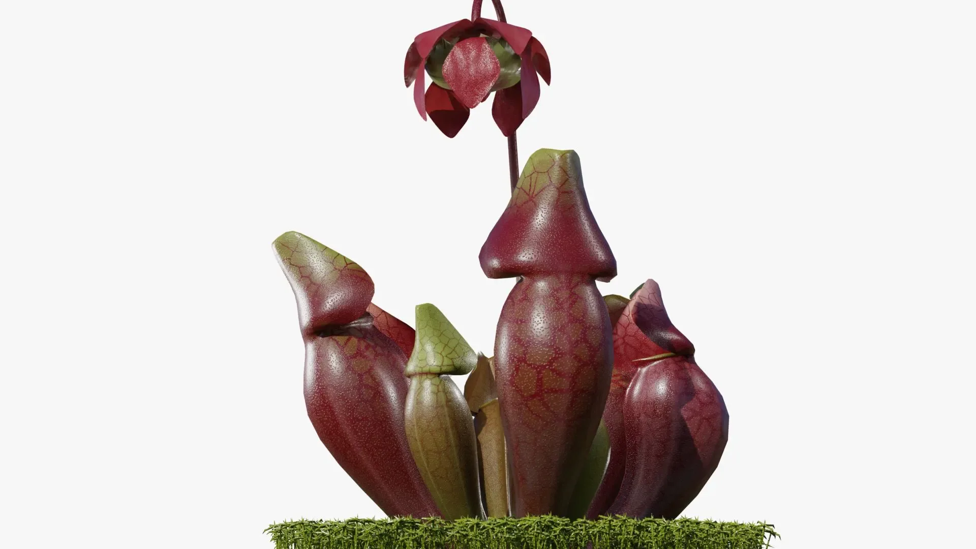 Sarracenia purpurea