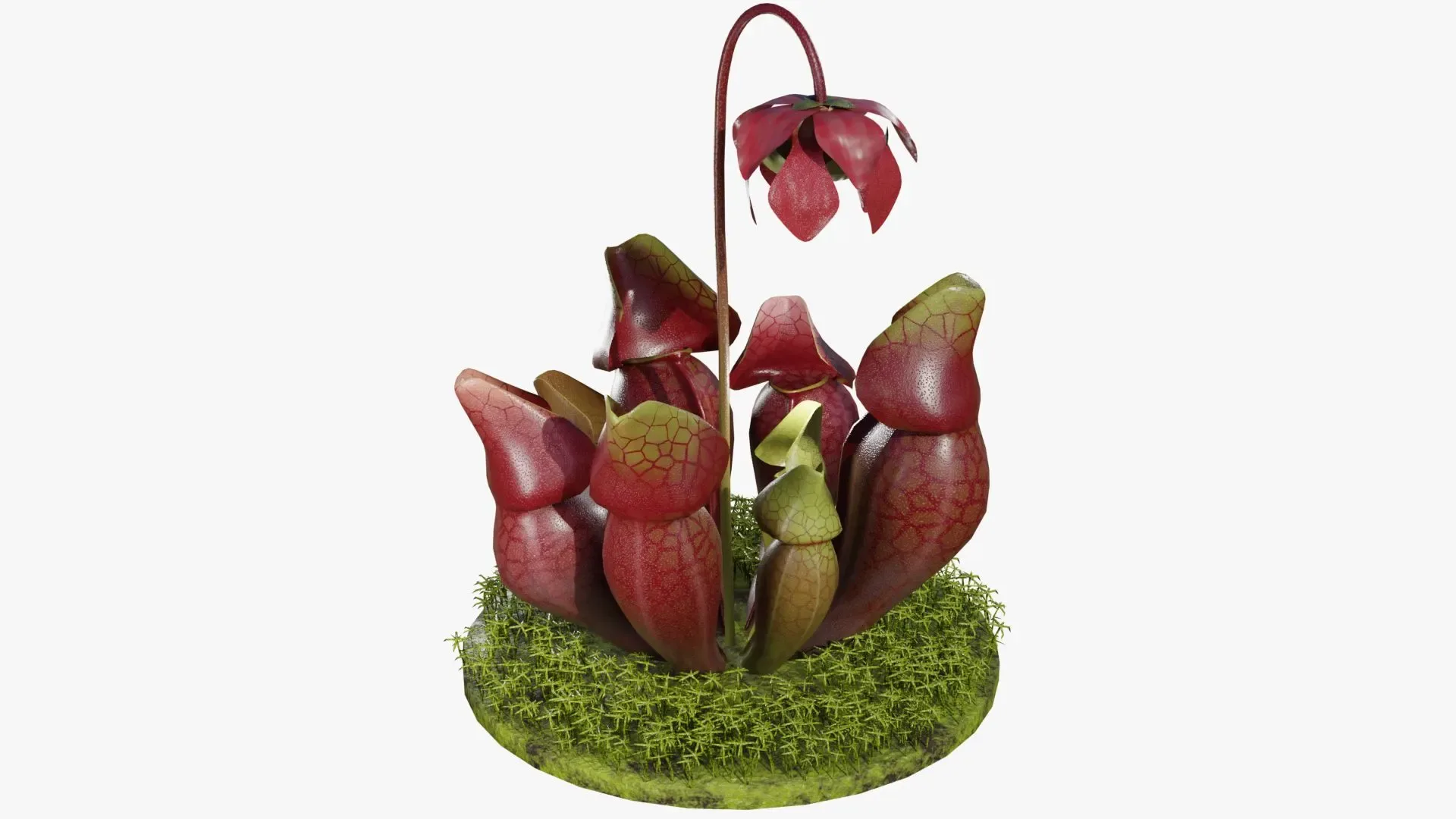 Sarracenia purpurea