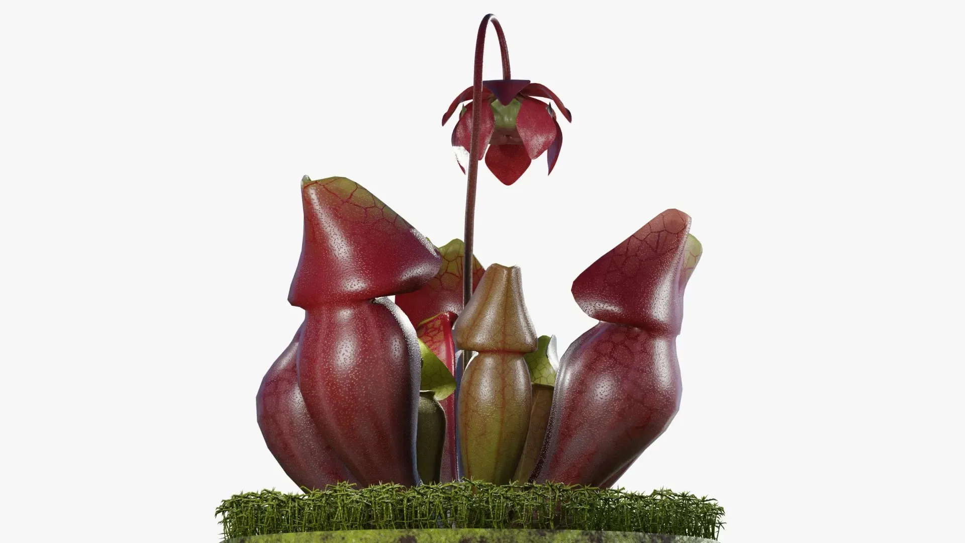 Sarracenia purpurea