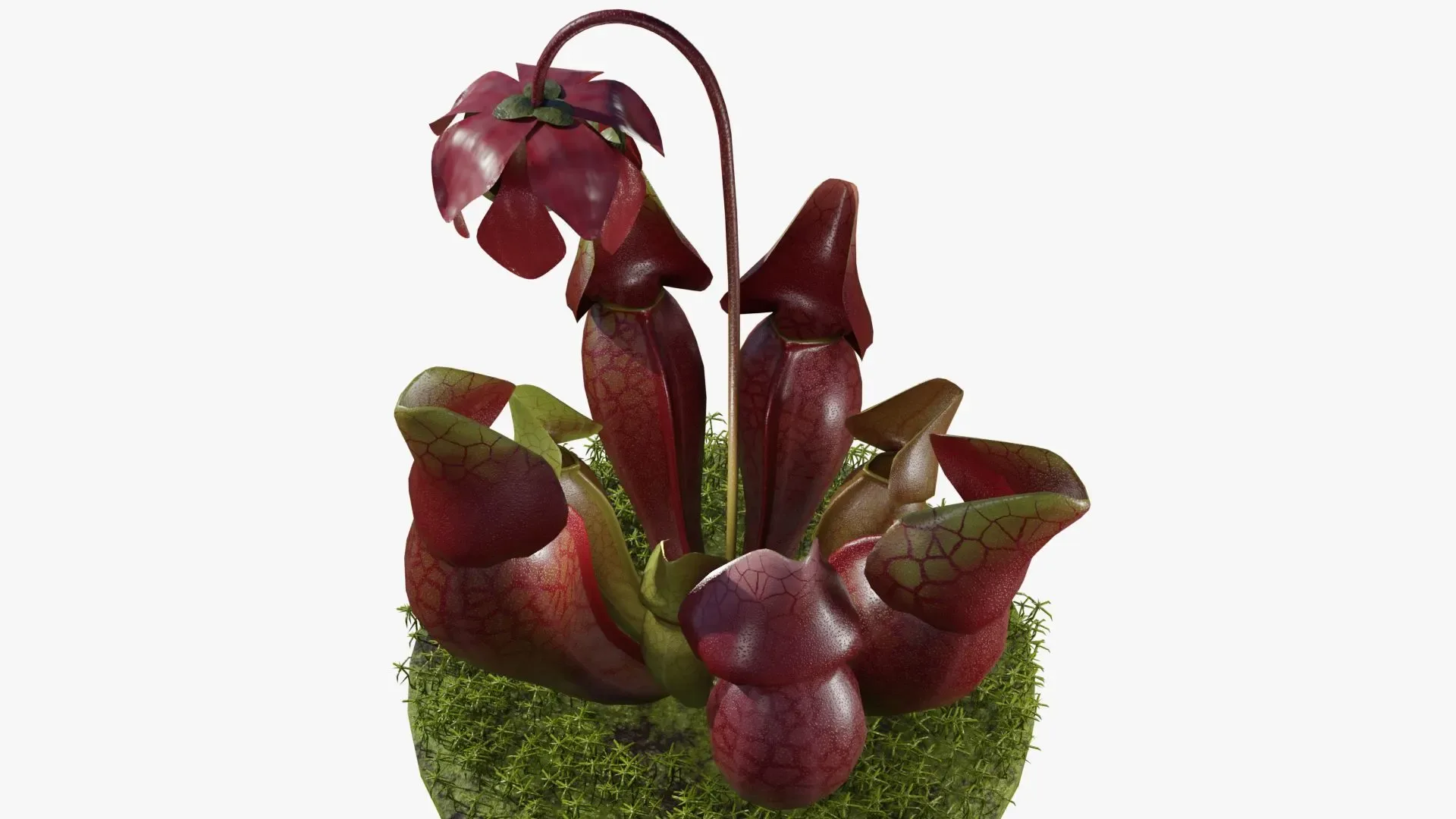 Sarracenia purpurea