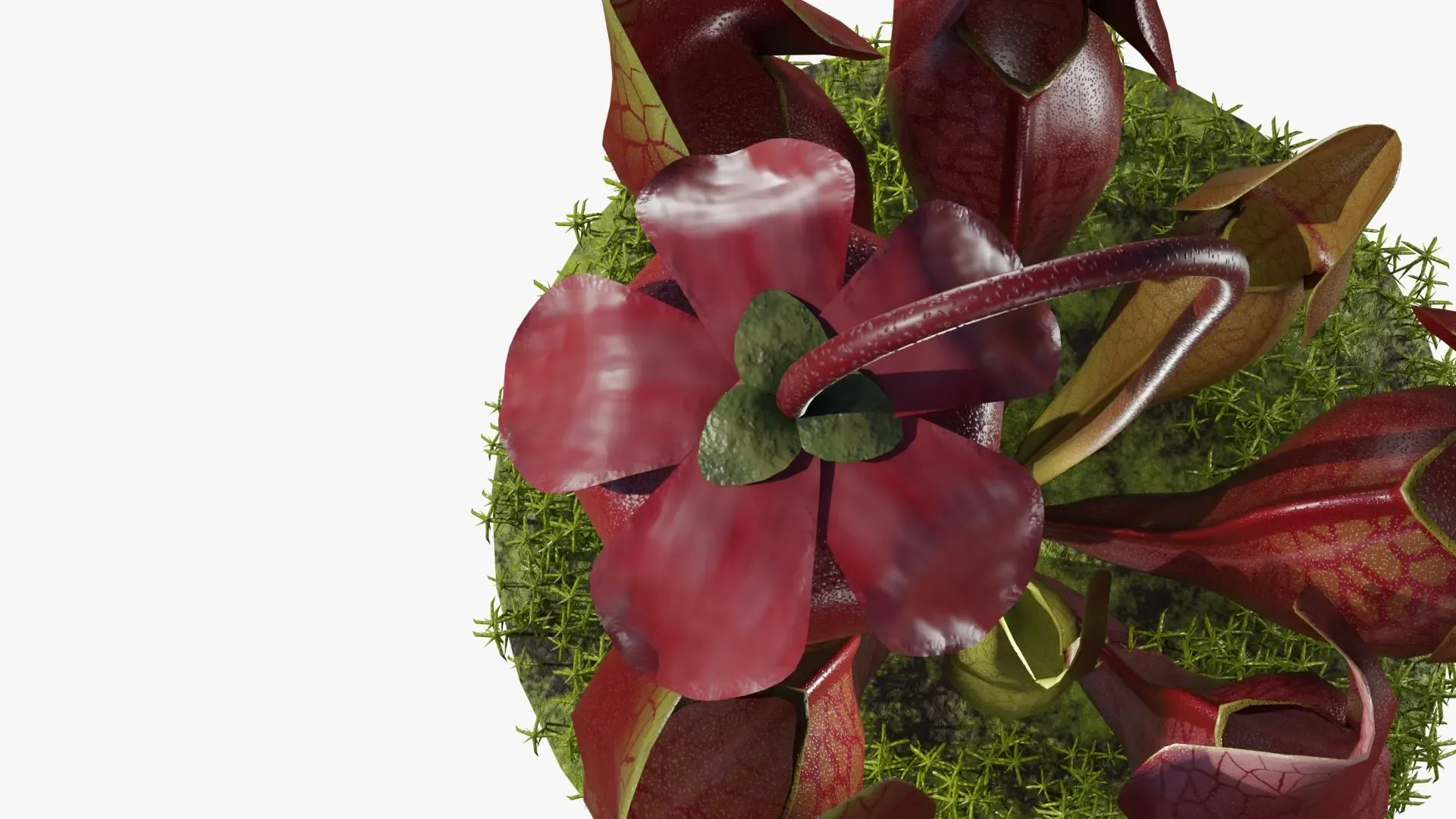 Sarracenia purpurea