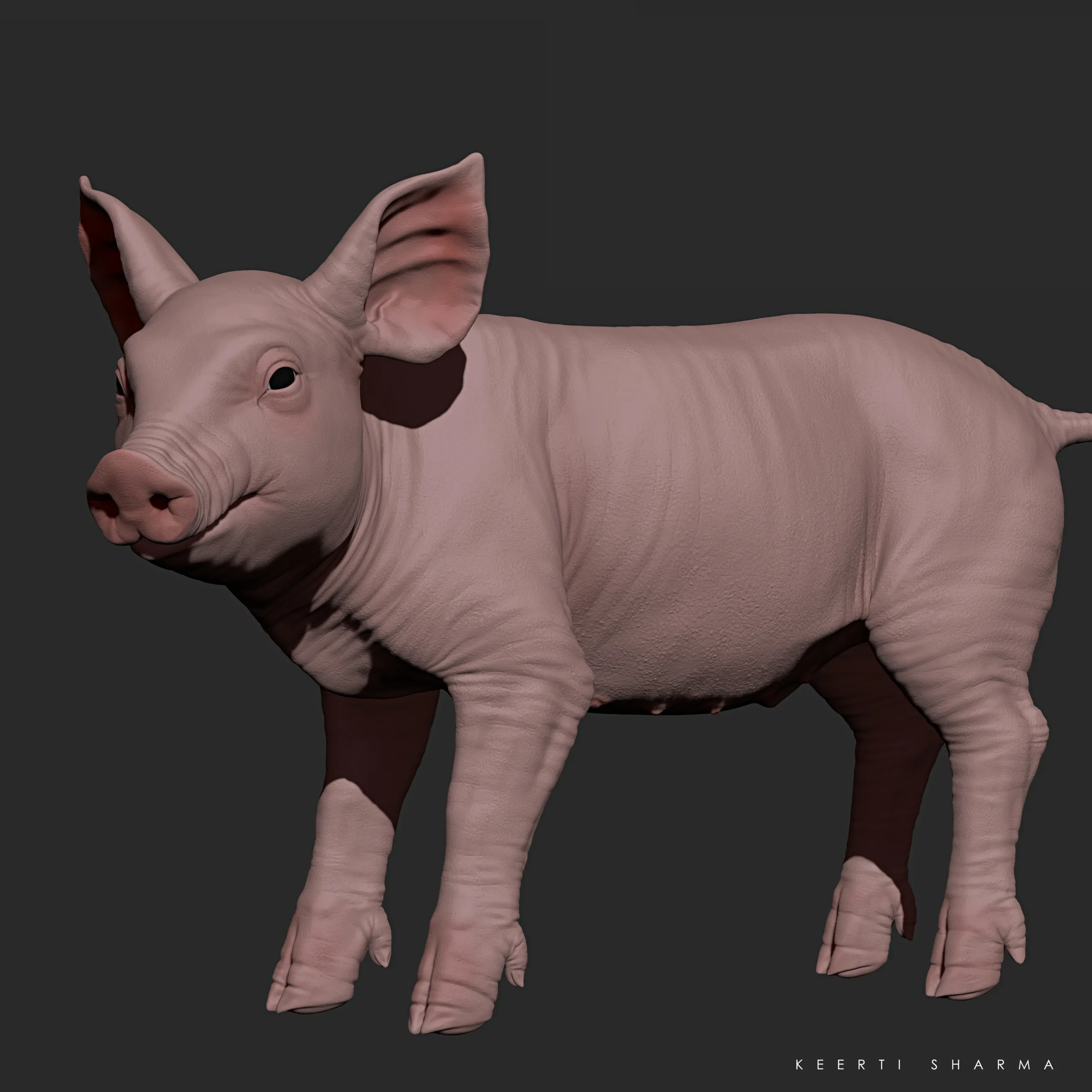 Highpoly Realistic Pig Sculpted in Zbrush 2019