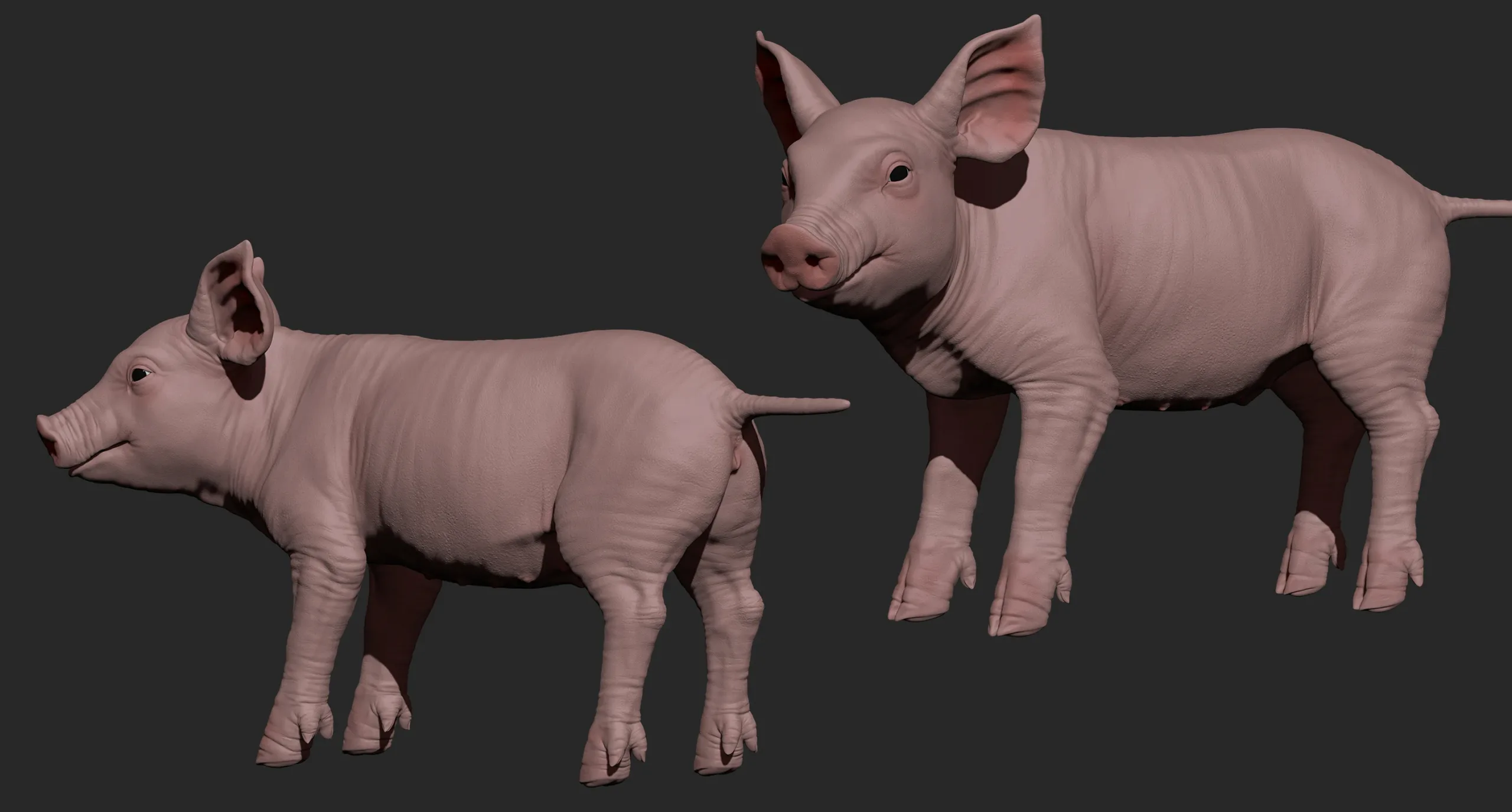 Highpoly Realistic Pig Sculpted in Zbrush 2019