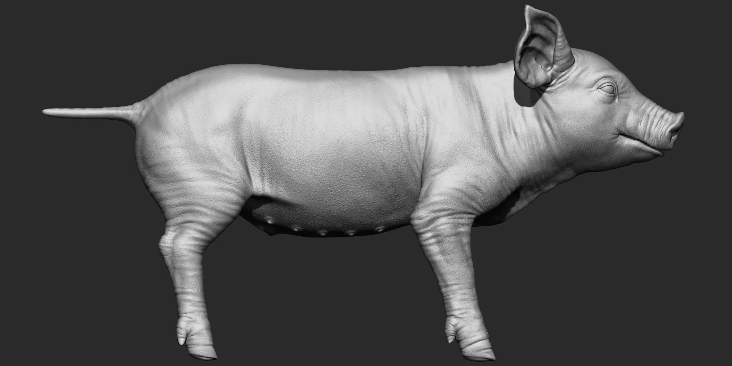 Highpoly Realistic Pig Sculpted in Zbrush 2019