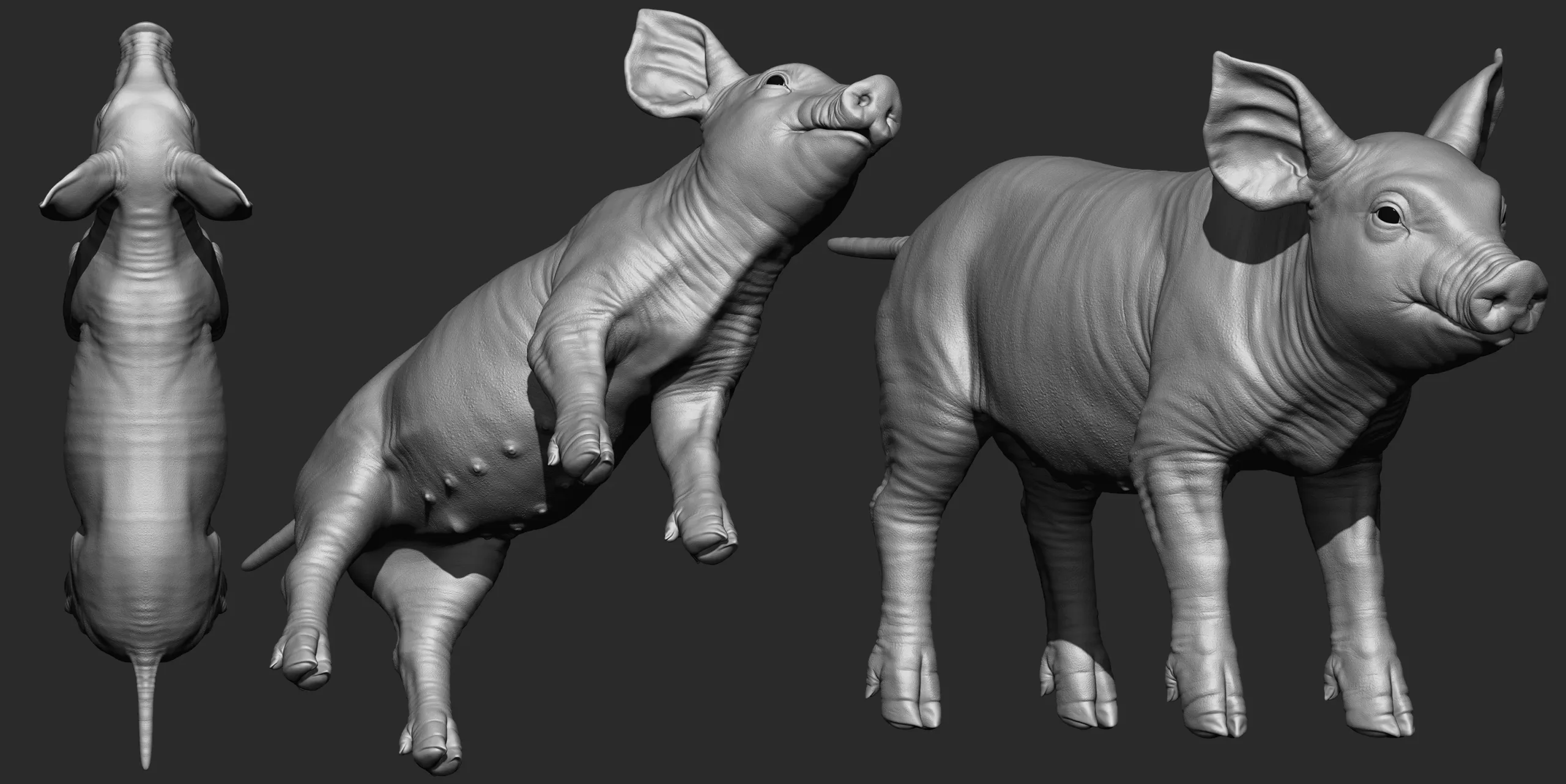 Highpoly Realistic Pig Sculpted in Zbrush 2019