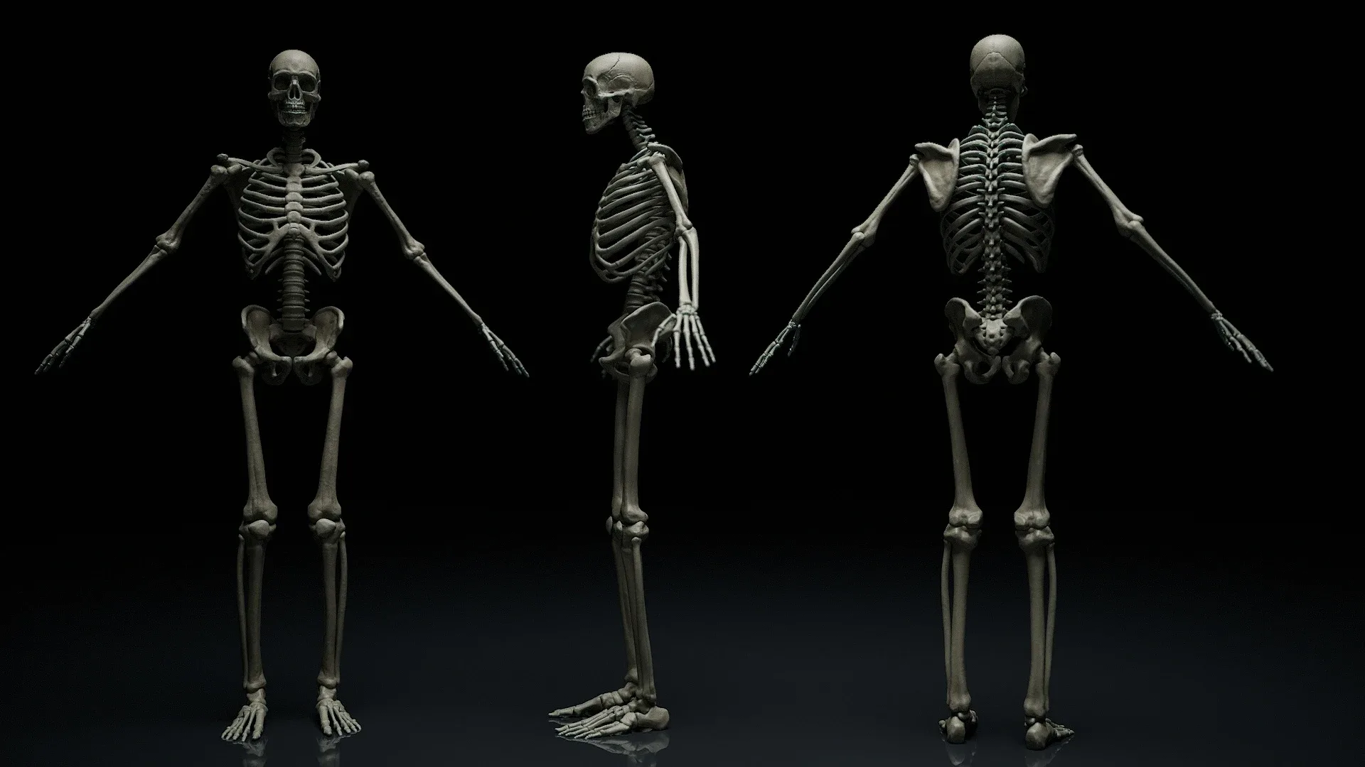 Zbrush + Blender - Skeleton KitBash Mega Pack