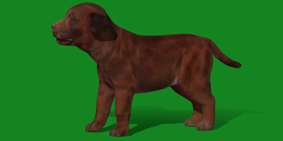 Labrador Retriever Puppy Dog