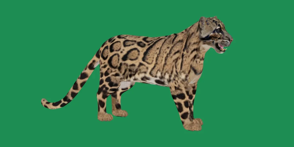 Clouded Leopard Wild Cat