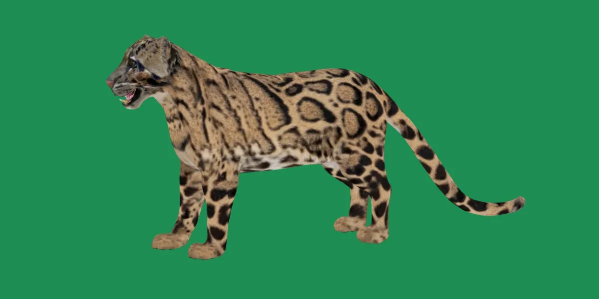 Clouded Leopard Wild Cat