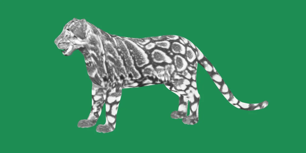 Clouded Leopard Wild Cat