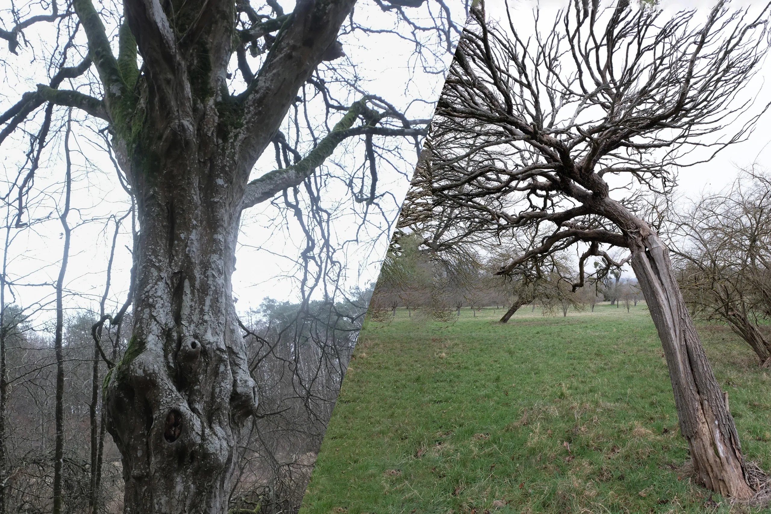 Trees In Winter