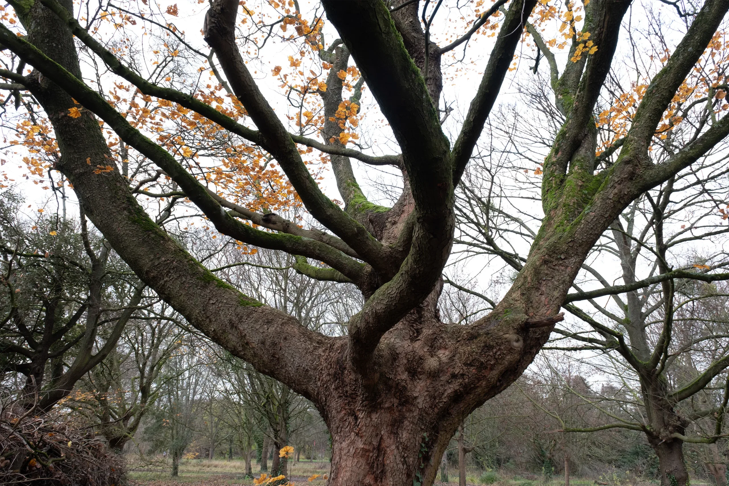 Trees In Winter